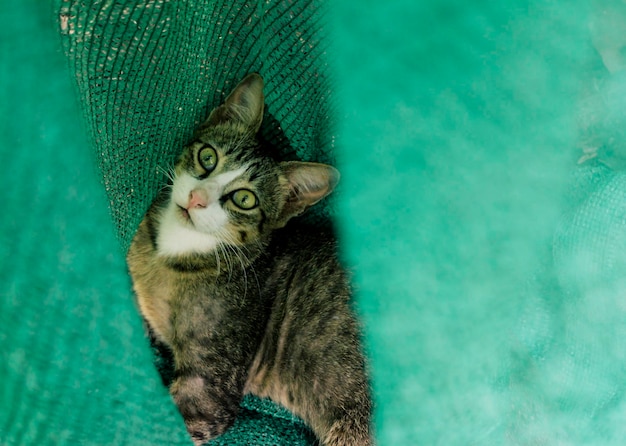 Gato asiático joga em uma rede de sombra verde para a agricultura. e está olhando a câmera