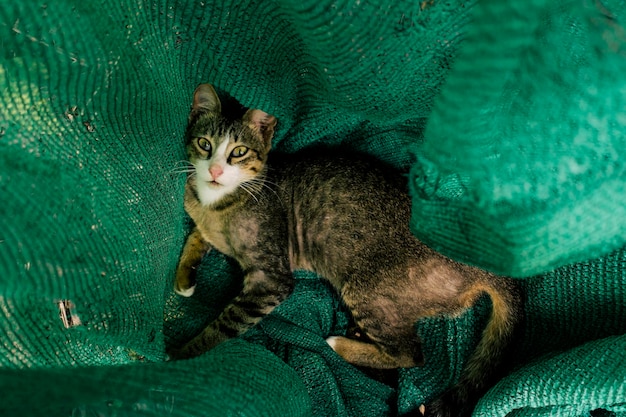 Gato asiático joga em uma rede de sombra verde para a agricultura. e está olhando a câmera