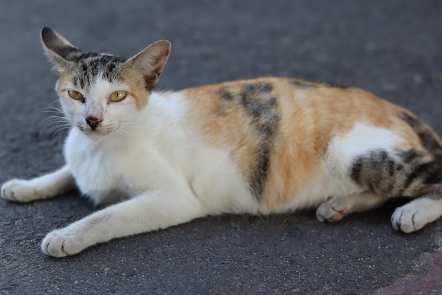 gato asiático muy lindo.