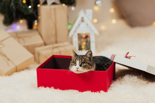 Gato asoma de caja de regalo roja.