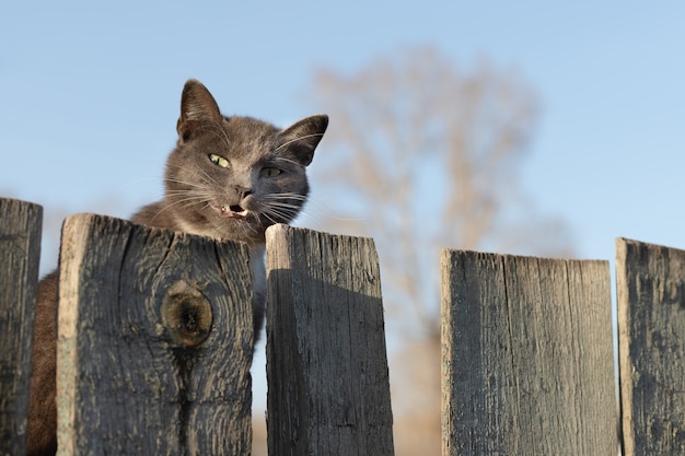 El gato se asoma desde detrás de una valla de madera y sonríe.