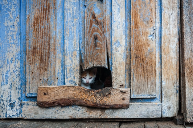 Un gato se asoma por una puerta azul.