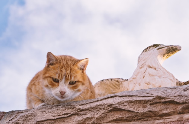 Foto gato assustado desabrigado na vedação