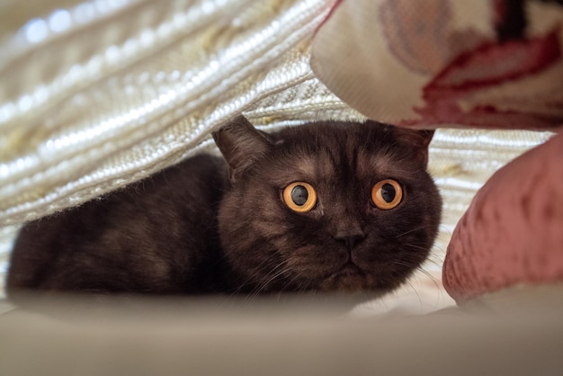 Gato assustado se esconde debaixo do cobertor