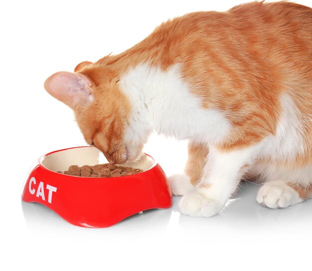 Gato astuto comiendo comida del tazón sobre fondo blanco.