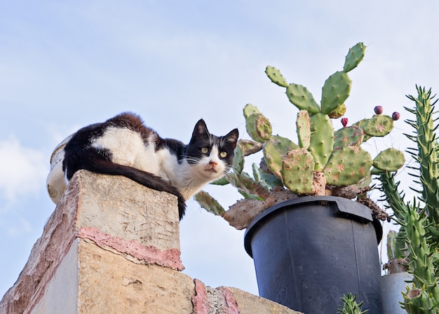 Gato asustado en la cerca y cactus