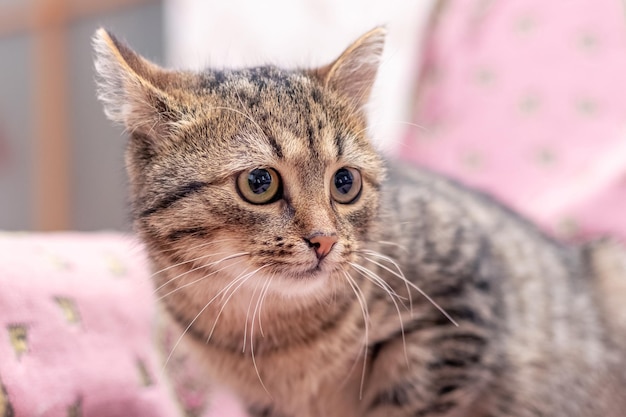 Gato asustado en la habitación con un fondo borroso