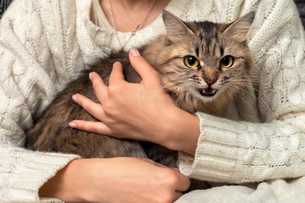 Foto gato asustado en manos del dueño una niña sostiene un gato atigrado esponjoso que gruñe y sisea