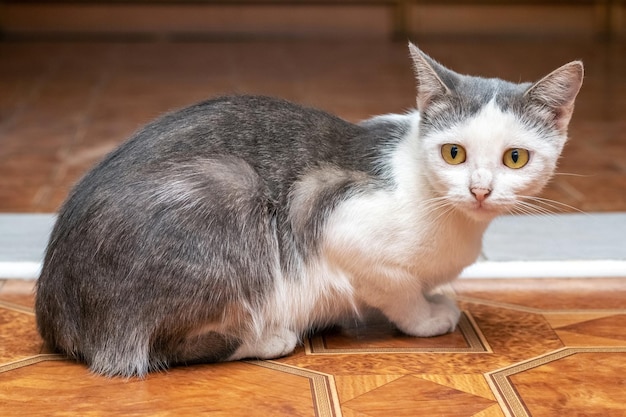 Un gato asustado se sienta en el suelo de la habitación.