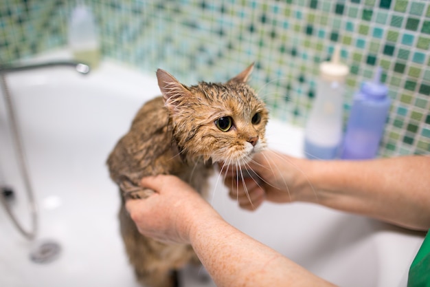 Gato asustado tomando un baño