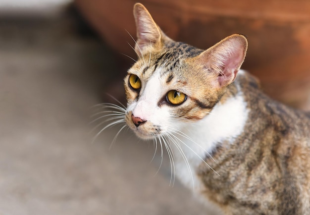 Gato atento com olhos amarelos brilhantes ouvindo um som de perto com espaço de cópia