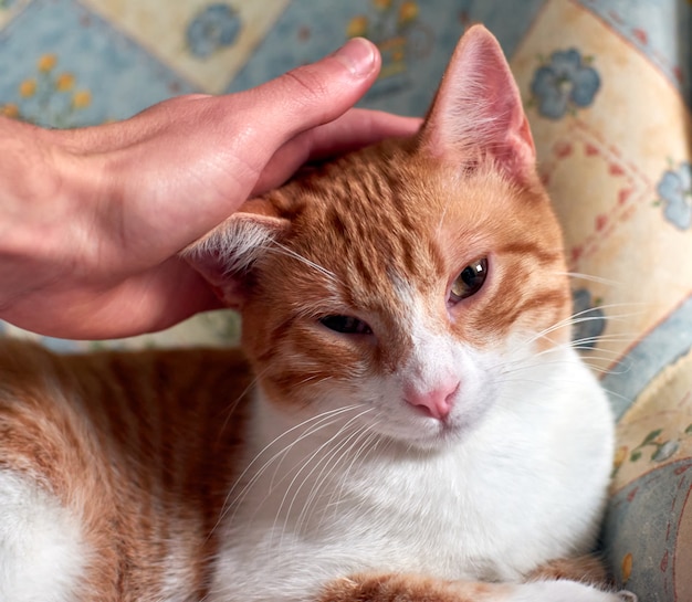 Gato atigrado acostado en una sola silla siendo mascota por su dueño