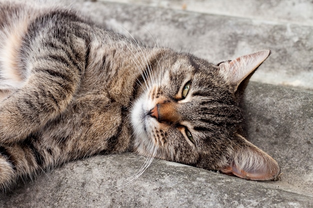 Gato atigrado acostado en un techo de pizarra y descansando