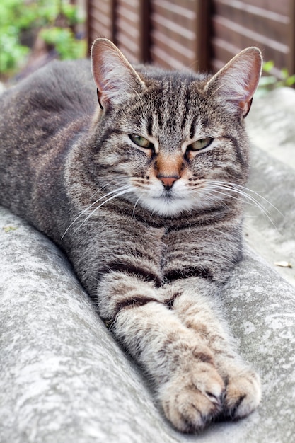 Gato atigrado acostado en un techo de pizarra y descansando