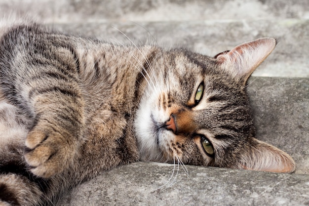 Gato atigrado acostado en un techo de pizarra y descansando