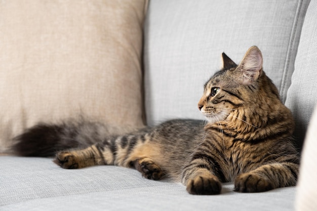 Un gato atigrado de un año con una cola esponjosa tirada en un sofá gris