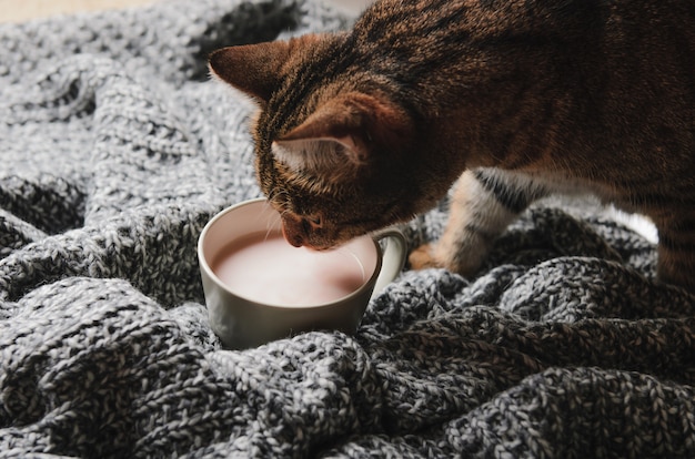 Un gato atigrado bebe cacao con leche en gris a cuadros. Un animal dulce.