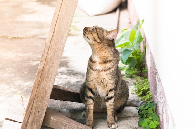 Gato atigrado de Bengala sentado en el suelo marrón Lindo gato gato acostado juguetón gato relajante vacaciones enfoque selectivo