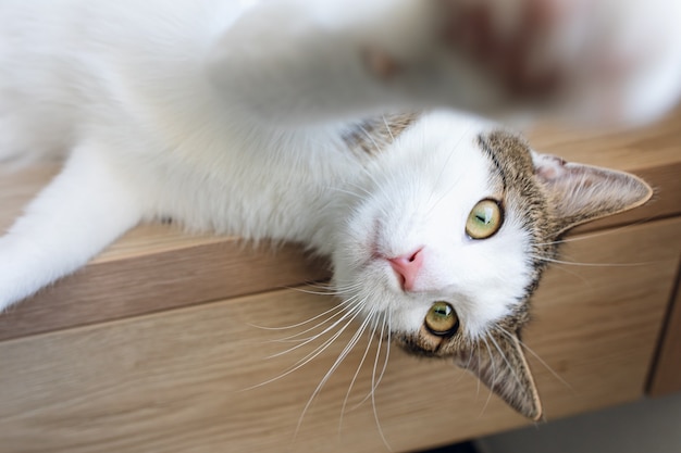 Gato atigrado bicolor doméstico joven lindo y gato blanco que se sientan en estante, mirando para arriba, vista lateral. Enfoque selectivo, copia espacio