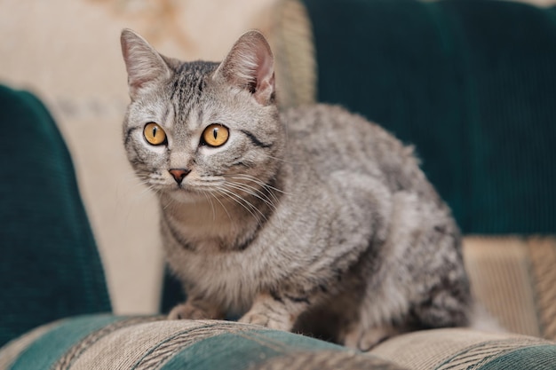 Foto gato atigrado blanco y negro con ojos naranjas el gato está acostado en un sofá o sillón