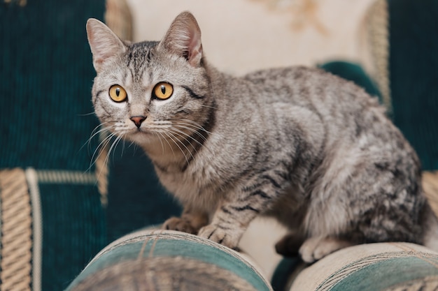 Gato atigrado blanco y negro con ojos naranjas. El gato está acostado en un sofá o sillón.