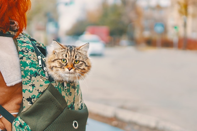 Gato atigrado en una bolsa.