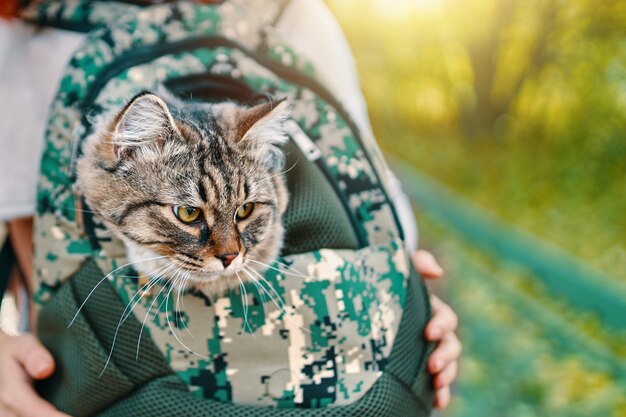 Foto gato atigrado en una bolsa.