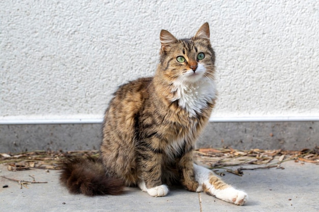 Gato atigrado del bosque noruego de pelo largo.