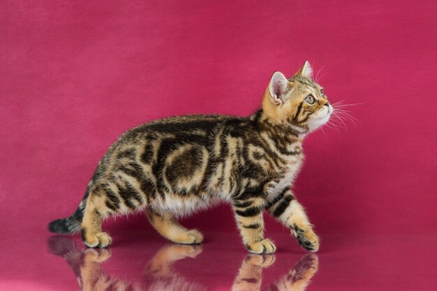 Gato atigrado británico de pelo corto