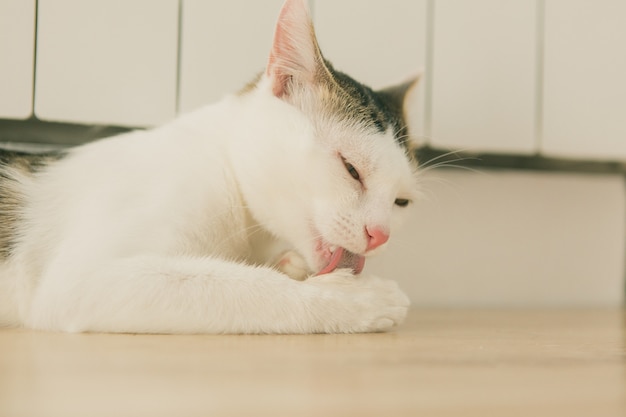 Gato atigrado en casa en el piso