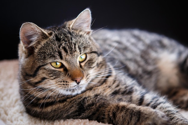 Gato atigrado de cerca el enfoque selectivo