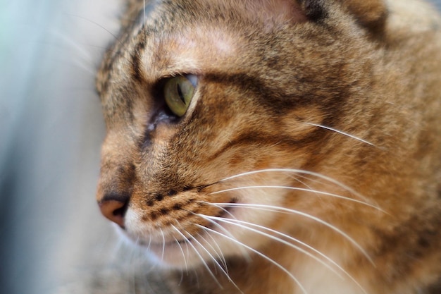 gato atigrado de cerca