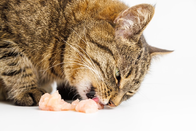 Gato atigrado comiendo carne de pollo cruda sobre fondo blanco.