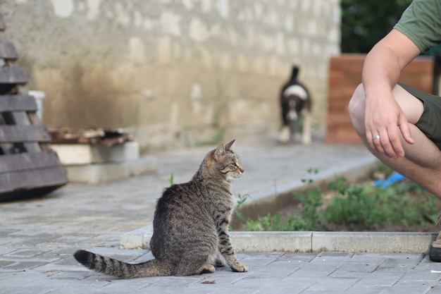 Gato atigrado doméstico esponjoso camina afuera en un cálido día soleado de verano