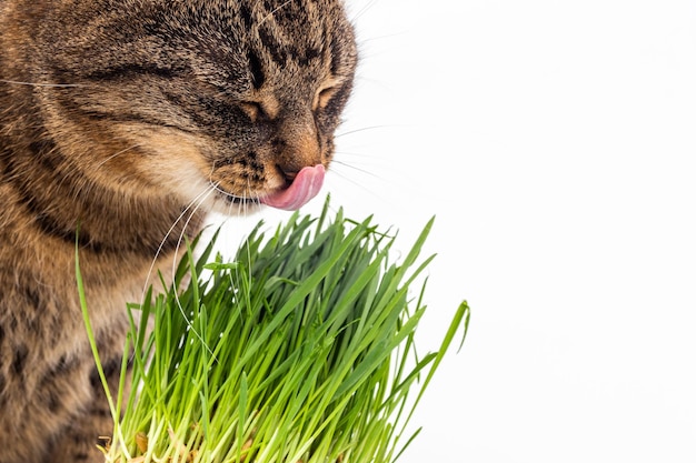 Gato atigrado doméstico gris comiendo brotes de avena verde fresco primer plano sobre fondo blanco con enfoque selectivo y desenfoque