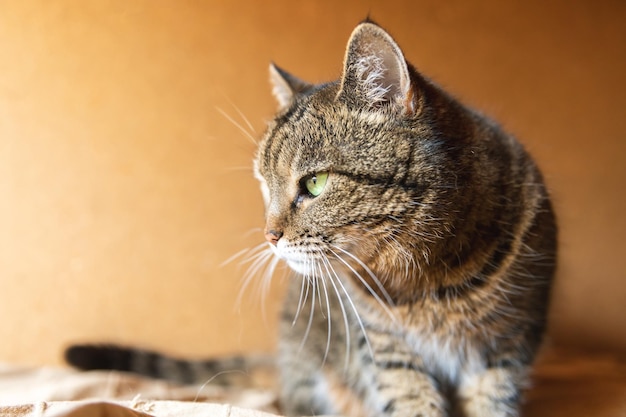 Gato atigrado doméstico de pelo corto arrogante retrato divertido posando sobre fondo marrón oscuro gatito pequeño ...