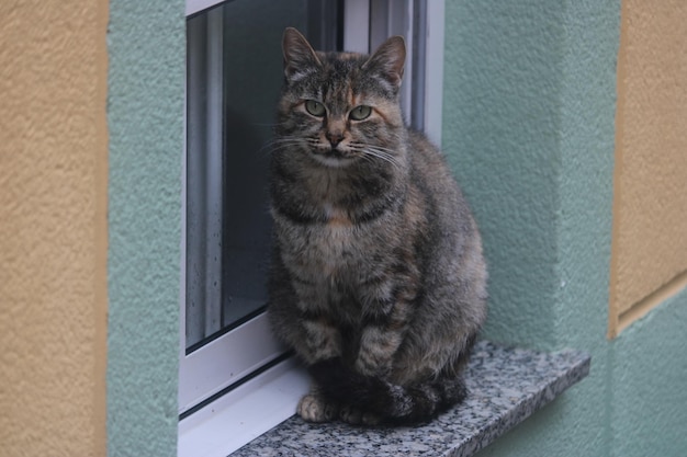 gato atigrado doméstico de pelo corto caminando sobre un mural bajo mirando a la cámara con curiosidad