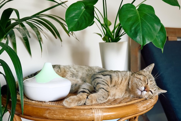 Gato atigrado durmiendo cerca del humidificador de aire doméstico o difusor de aceite esencial limpiando el aire y vaporizando vapor en el aire Tecnología ultrasónica Cuidando la salud de las plantas y mascotas de los niños