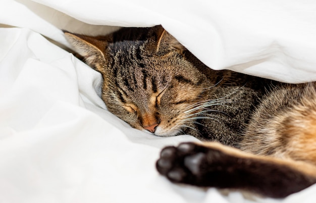 Foto gato atigrado está durmiendo en una sábana blanca. enfoque selectivo.