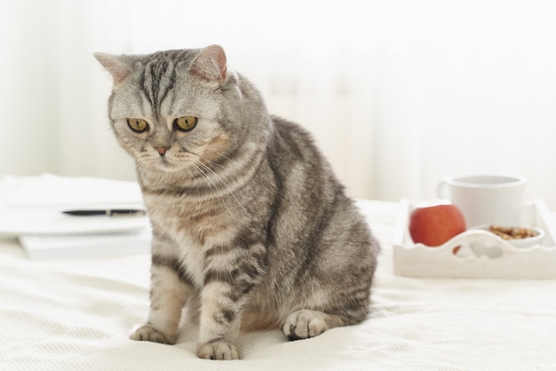 Foto gato atigrado escocés acostado en la cama en su casa