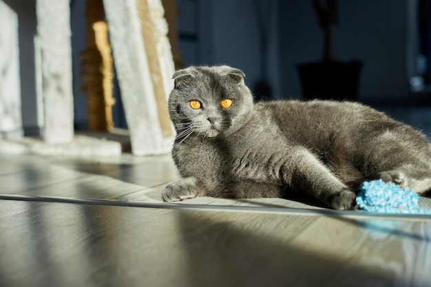 Un gato atigrado escocés gris y gordo yace en el suelo