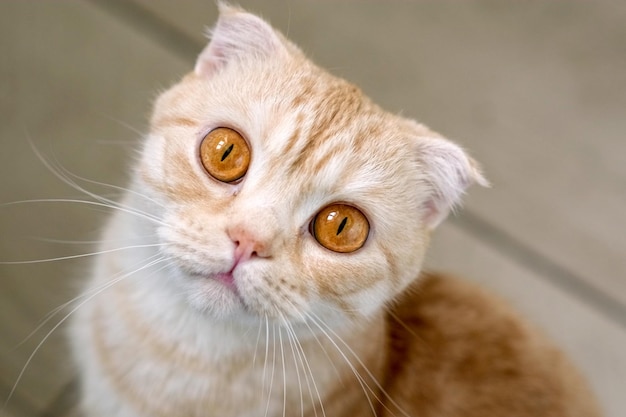 Gato atigrado escocés hambriento con ojos naranjas mirando hacia arriba y esperando comida