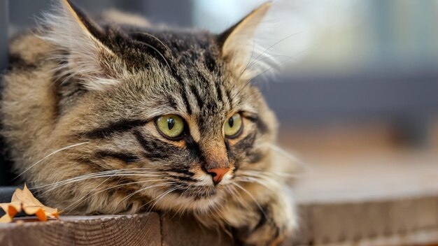 El gato atigrado esponjoso descansa sobre un piso de madera en la terraza cerca de la casa