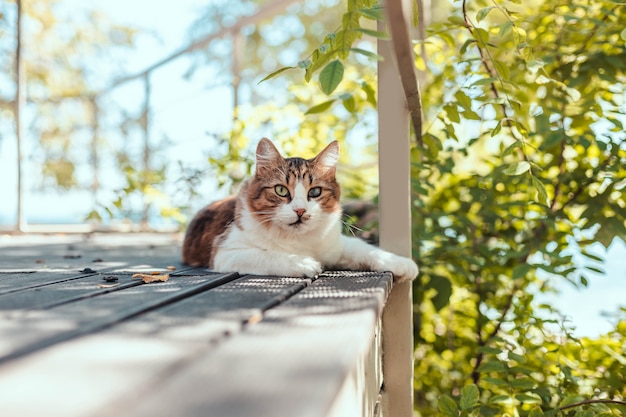 Gato atigrado esponjoso descansando sobre una terraza de madera en verano