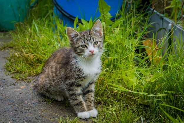 Gato atigrado gris al aire libre