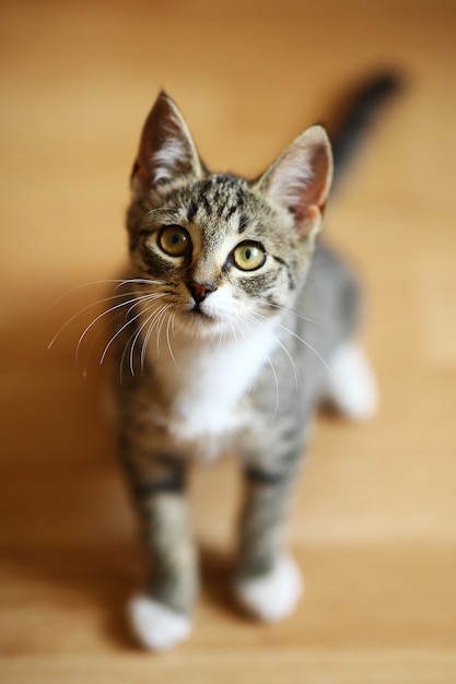 Gato atigrado gris y blanco sentado en el suelo de una habitación