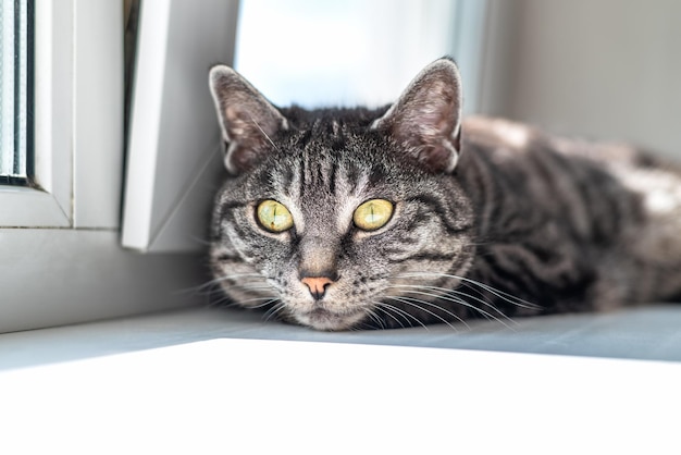 Un gato atigrado gris con grandes ojos amarillos yace al frente y mira a la cámara