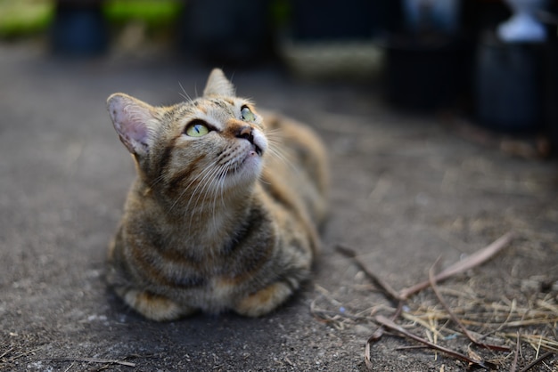 Un gato atigrado gris joven mirando al cielo