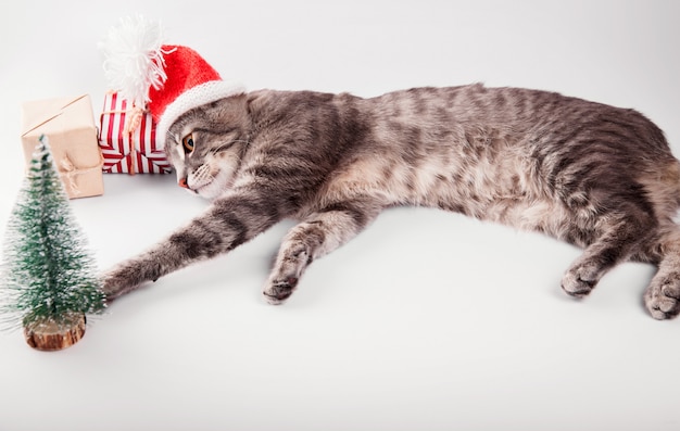 El gato atigrado gris lleva el sombrero de Papá Noel y está rodeado de regalos en el fondo blanco.