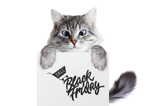Foto gato atigrado gris mostrando cartel con texto black friday
